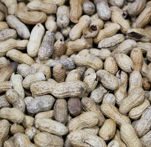 Peanuts - In-Shell Roasted & No Salt 25 lb